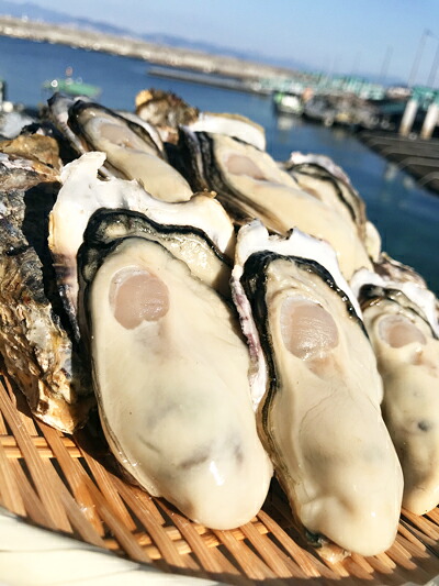 牡蠣 鍛え牡蠣 冷凍殻付き 100個前後 加熱用　業務用にも最適