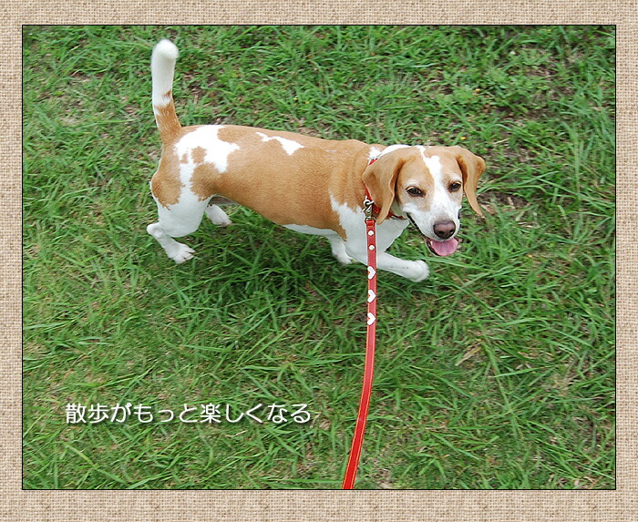 楽天市場 犬 リード メール便送料無料 おしゃれ 可愛い 革 中型犬 カフェリード 犬のリード 外れないリード 丈夫 小型犬 ナスカン外れ防止 犬用品 いぬ 日本製 首輪 レザー 皮 てるべる テルベル Le T 犬の首輪屋 てるべる