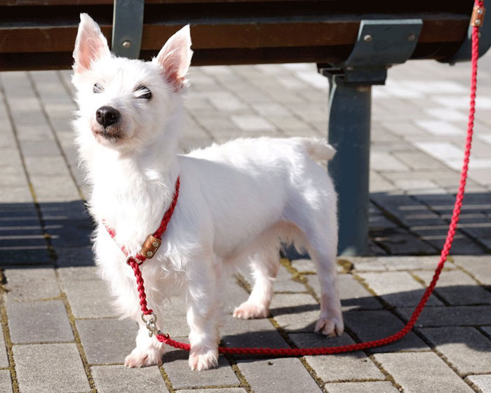 楽天市場 犬 首輪 犬首輪 犬の首輪 送料無料 おしゃれ かわいい ブランド 名入れ 迷子札 中型犬 小型犬 小型犬用 超小型犬 いぬ くびわ 革 レザー 皮 軽い 柴犬 チワワ トイプードル 犬用首輪 犬の首輪屋てるべる 赤 ピンク ブルー Pl 03 犬の首輪屋 てるべる