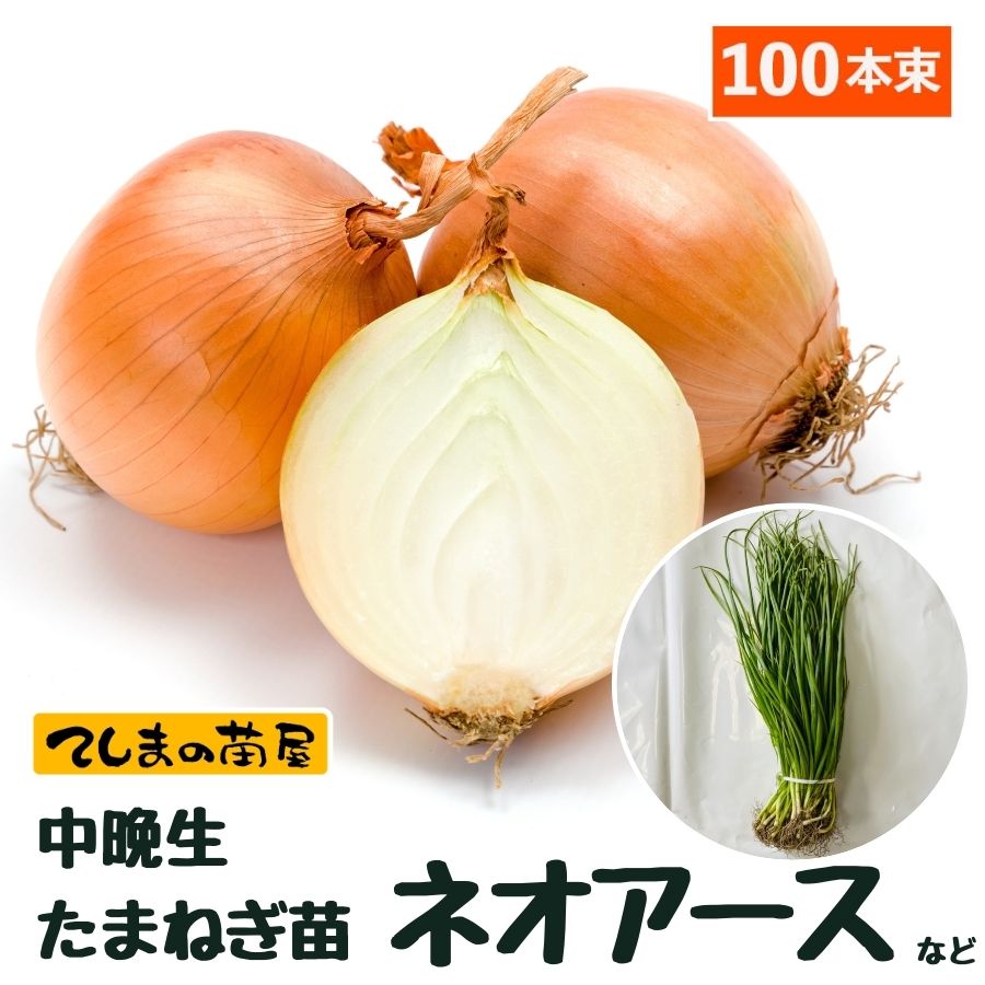 楽天市場】【てしまの苗】 タマネギセル苗 200穴セル（190本保障） 10月末から順次発送 超極早生 早生 中生 晩生 ※他商品と同梱不可 :  てしまの苗屋 楽天市場店