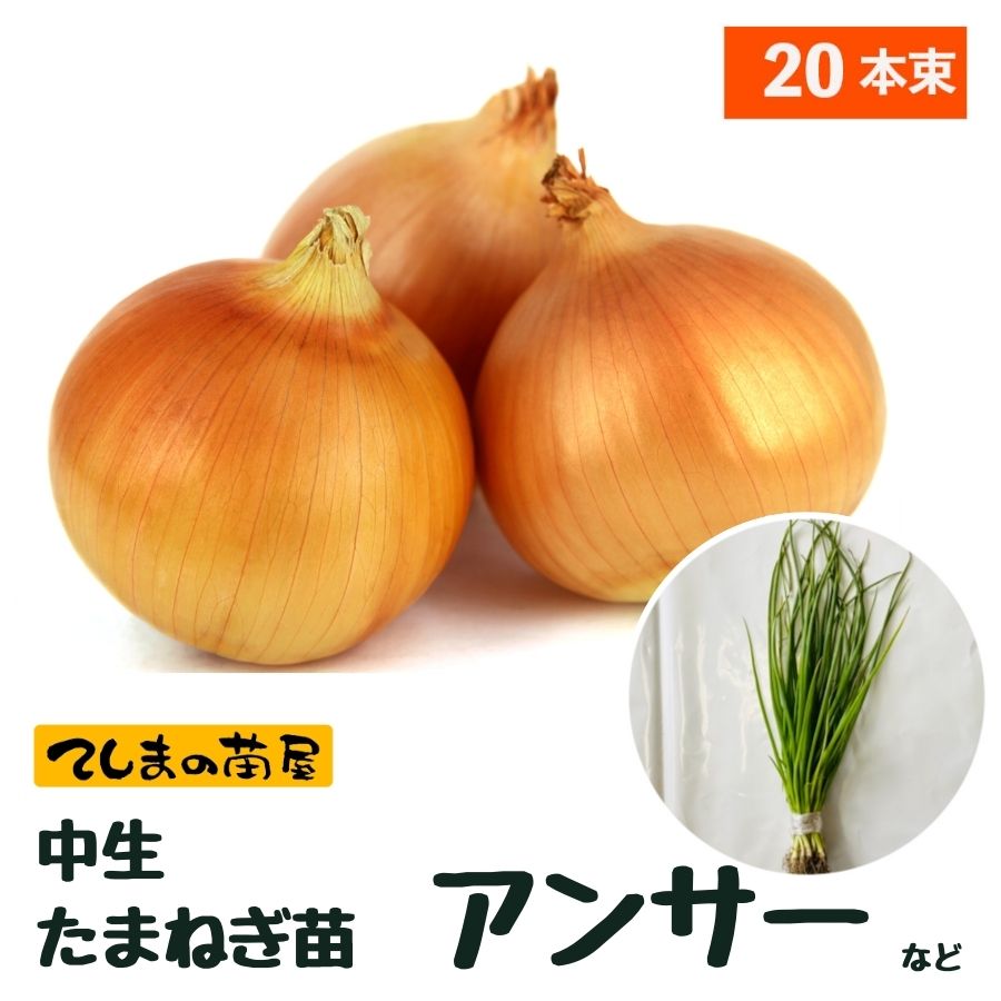 アンサー タマネギ 種子 七宝 100g 1缶 タマネギ | 地方のたね・暮らしのたね オンラインショップ