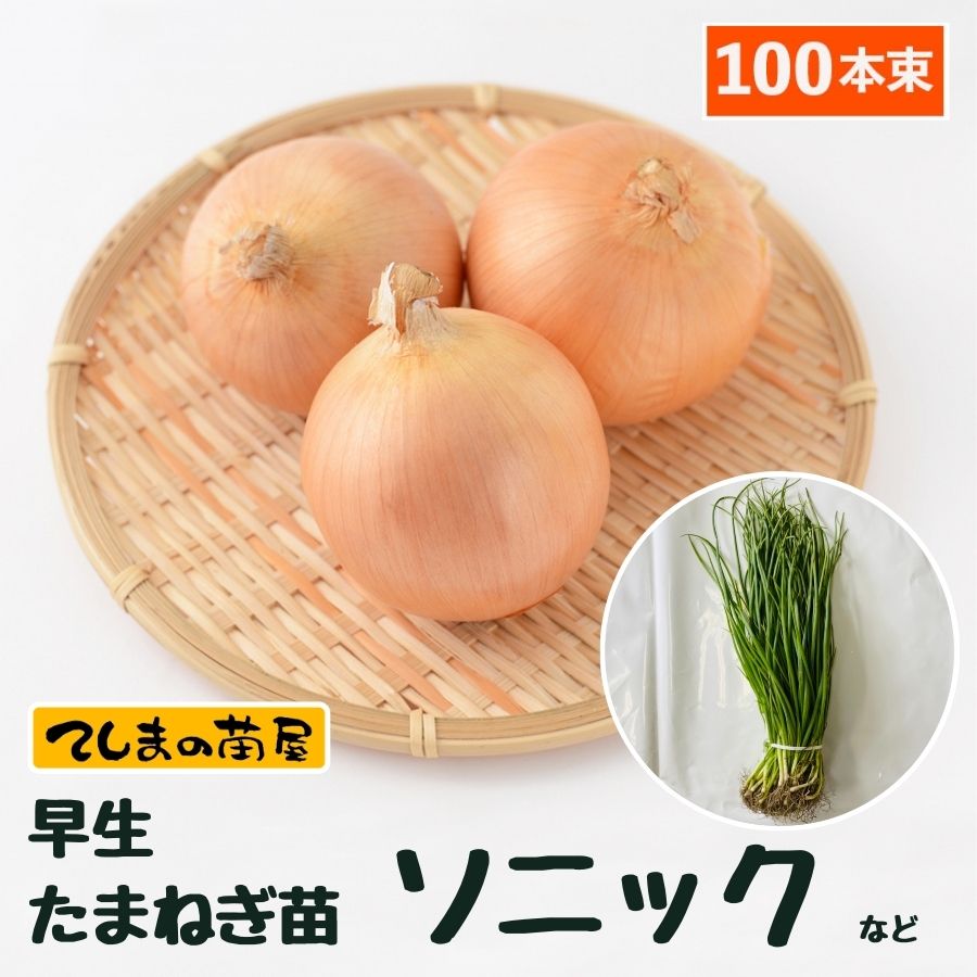 【楽天市場】【予約受付中】 早生 たまねぎ苗 約20本束 ソニックまたは七宝タマネギ苗 抜き苗 【野菜苗 培土 種 】 【ガーデニング】 【家庭菜園】  : てしまの苗屋 楽天市場店