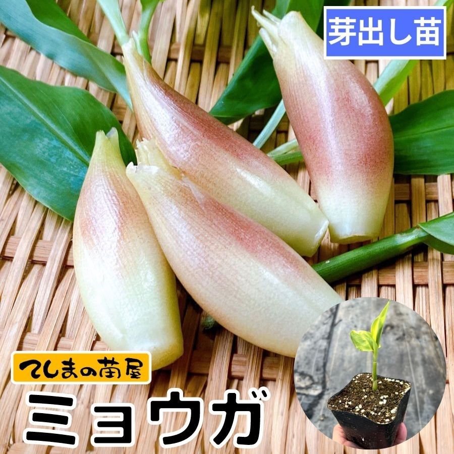 楽天市場】茗荷〈ミョウガ〉みょうが みょうがこ 花茗荷1パック