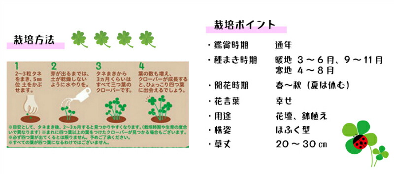 楽天市場 メール便送料無料 タキイ 種子 しあわせの四つ葉のクローバー てしまの苗屋 楽天市場店