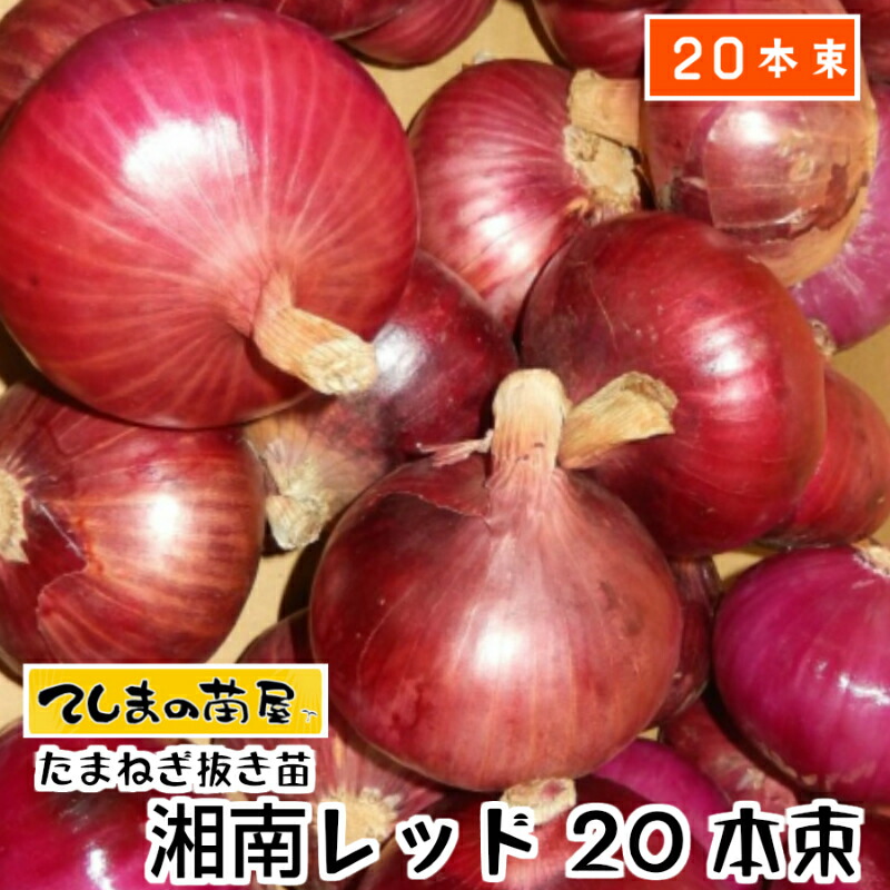 楽天市場】【予約受付中】 極早生 たまねぎ苗 約100本束 貴錦・スーパーアップ・トップゴールド320のいづれか ※品種指定不可タマネギ苗 抜き苗 【野菜苗  培土 種 】 【ガーデニング】 【家庭菜園】 : てしまの苗屋 楽天市場店