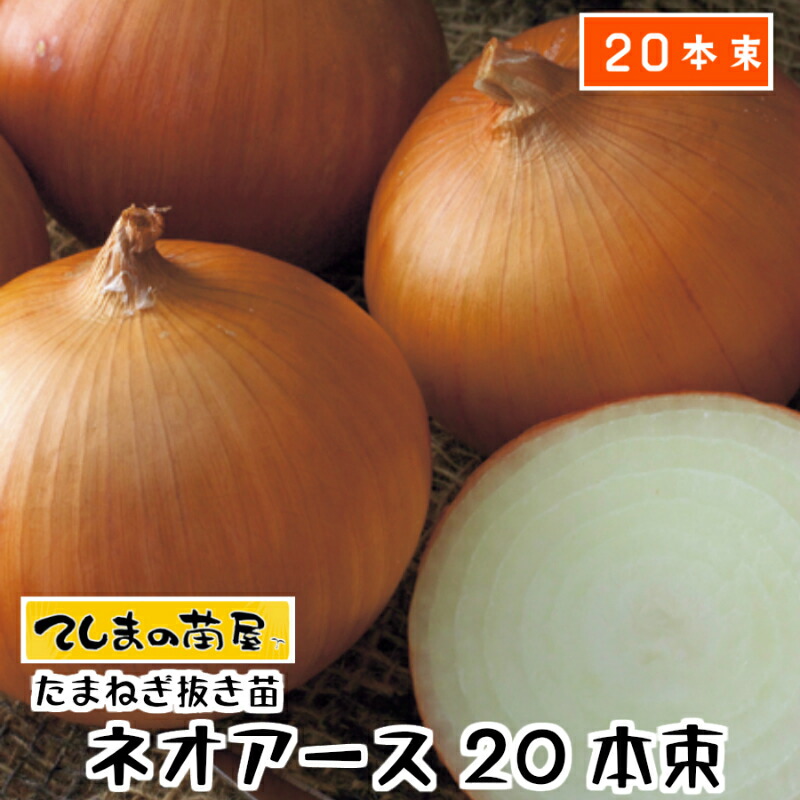 楽天市場】【予約受付中】 極早生 たまねぎ苗 約100本束 貴錦・スーパーアップ・トップゴールド320のいづれか ※品種指定不可タマネギ苗 抜き苗  【野菜苗 培土 種 】 【ガーデニング】 【家庭菜園】 : てしまの苗屋 楽天市場店