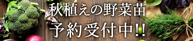 楽天市場】【てしまの苗】 ネギ苗 九条細ネギ 9cmポット 葉菜苗 培土 種 【人気】 : てしまの苗屋 楽天市場店