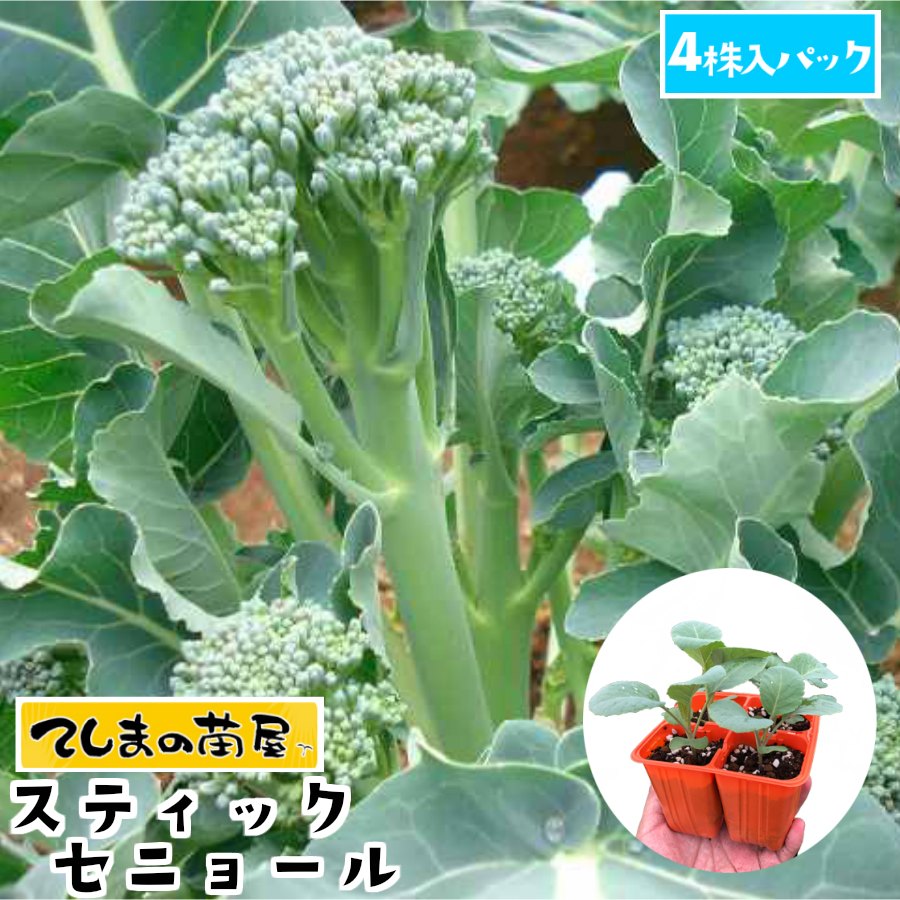 すー☻プロフ読んでください☻カリーノケール苗80本 楽天市場】ケール 種 『カリーノケールHG』 トキタ種苗 : 種兵