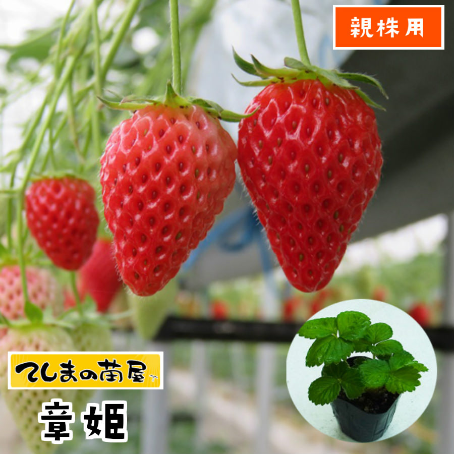 楽天市場】【親株用イチゴ苗】 とちおとめ 9cmポット 【人気】 : て
