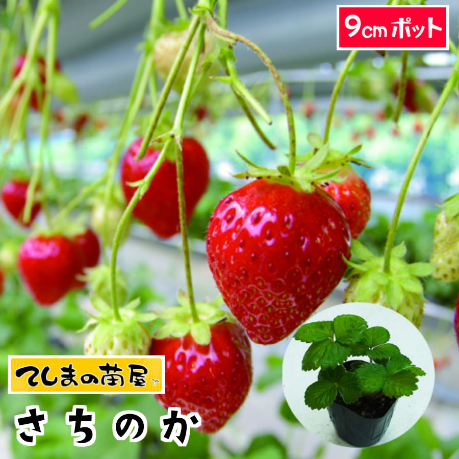 楽天市場】【てしまの苗】 イチゴ苗 とよのか 6-9cmポット 【人気