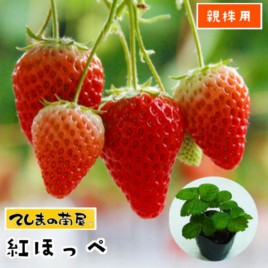 CoCo　紅ほっぺ苗　60株 CoCo 紅ほっぺ苗 60株 いちご・紅ほっぺ| 種・苗・ガーデニング用品の