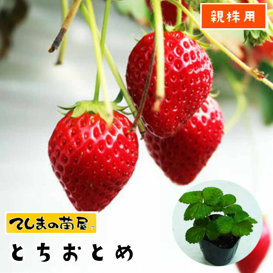 楽天市場】【親株用イチゴ苗】 恋みのり 9cmポット メリクリーン苗鉢