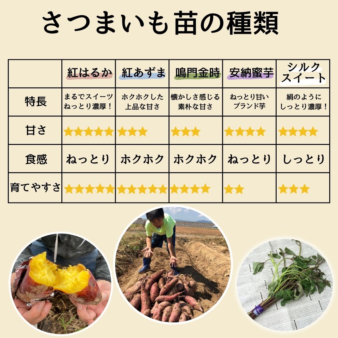 人気商品超目玉 目玉商品 まもなく終了:大人気のさつまいも苗[紅はるか