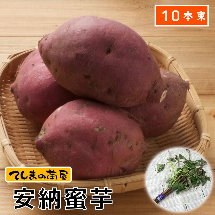 ふくむらさき芋苗300本 令和7年度切り苗 ふくむらさき（登録品種PVP) 苗 10本 切り苗