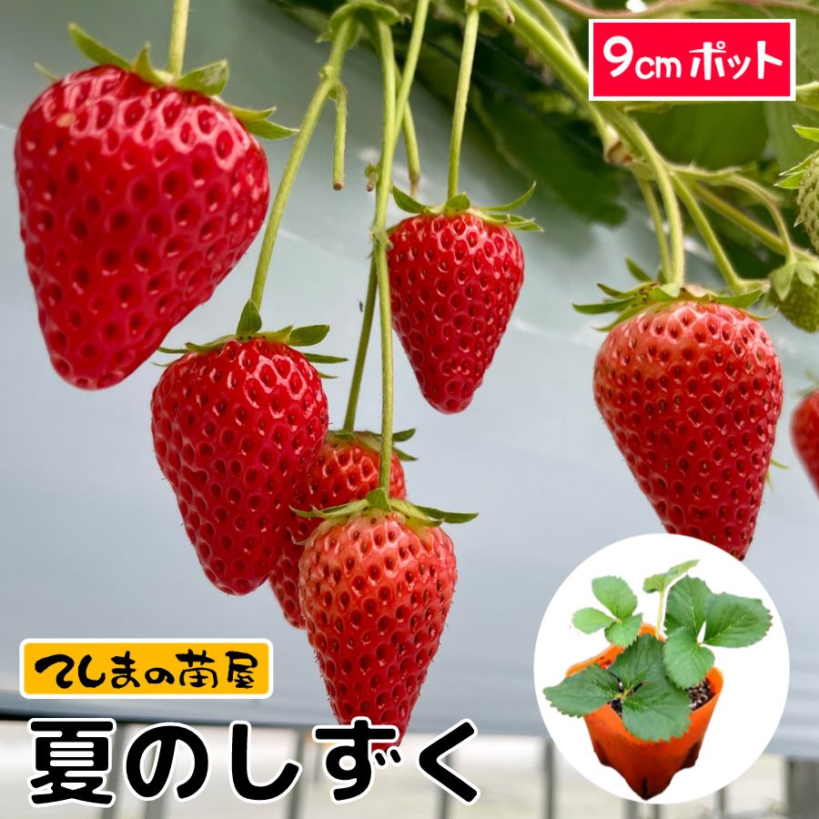 楽天市場】【てしまの苗】 イチゴ苗 四つ星 よつぼし プラグ苗 200穴