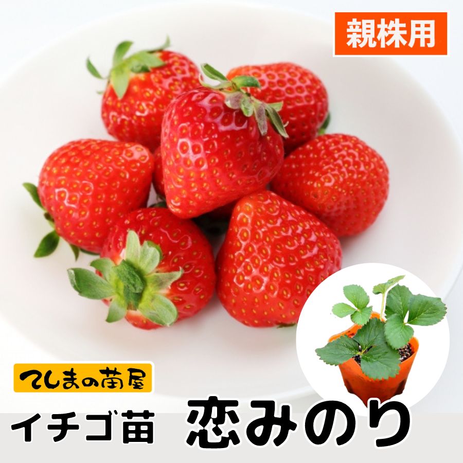 楽天市場】【親株用イチゴ苗】 とちおとめ 9cmポット 【人気】 : て