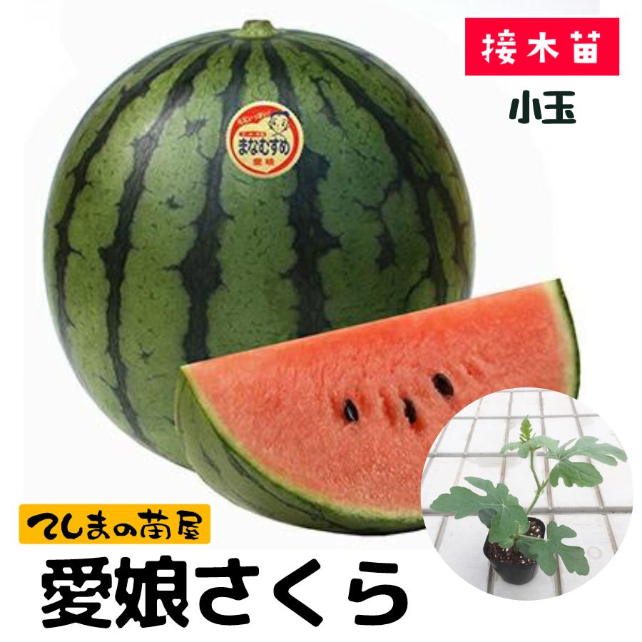 楽天市場】【てしまの苗】 大玉スイカ苗 金色羅皇 9cmポット スイカ