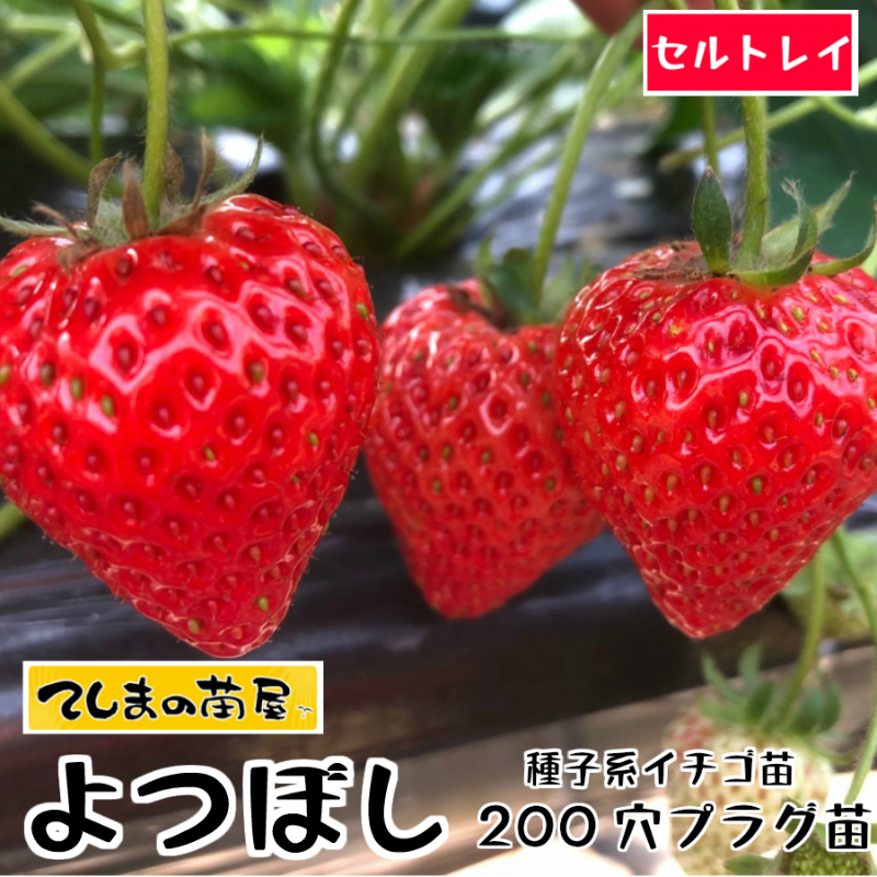 農家直送　とちおとめ　大粒いちご苗　100株セット 4ork21.jpg