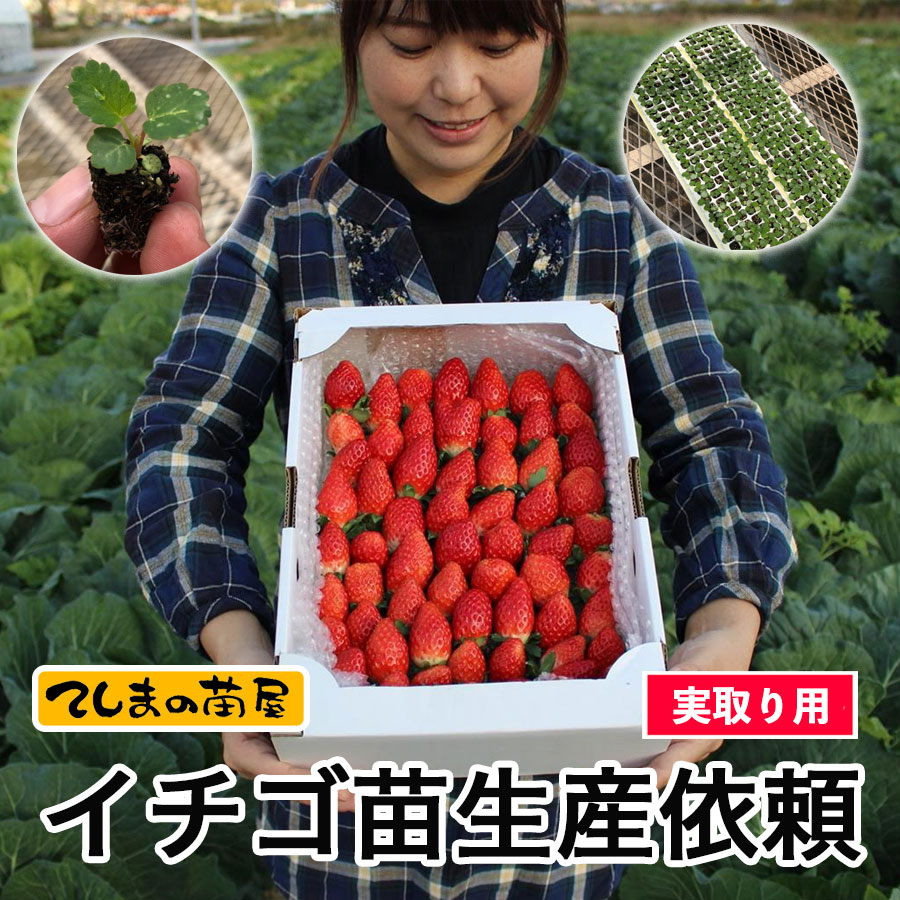 楽天市場】【てしまの苗】 イチゴ苗 四つ星 よつぼし プラグ苗