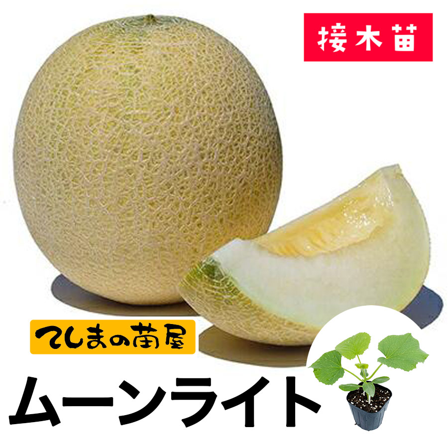 楽天市場】自根メロン苗(ころたん)おうちでネットメロン(6本セット)4月