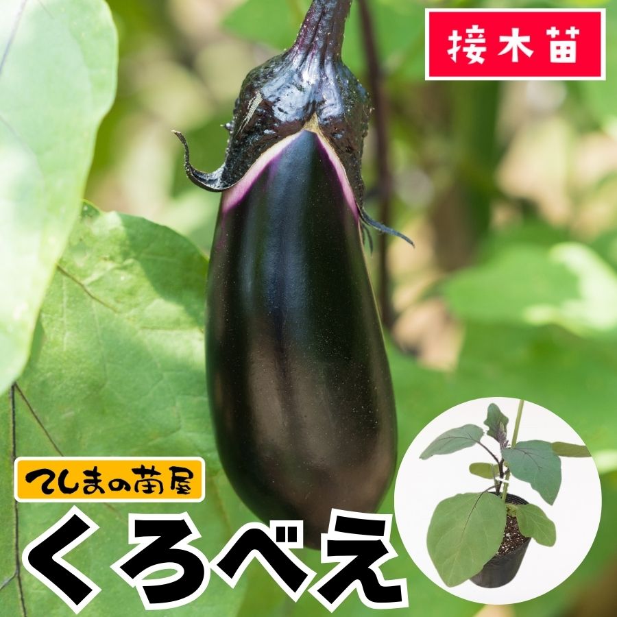 楽天市場】【てしまの苗】中長ナス苗 くろべえ 接木苗 9cmポット : て