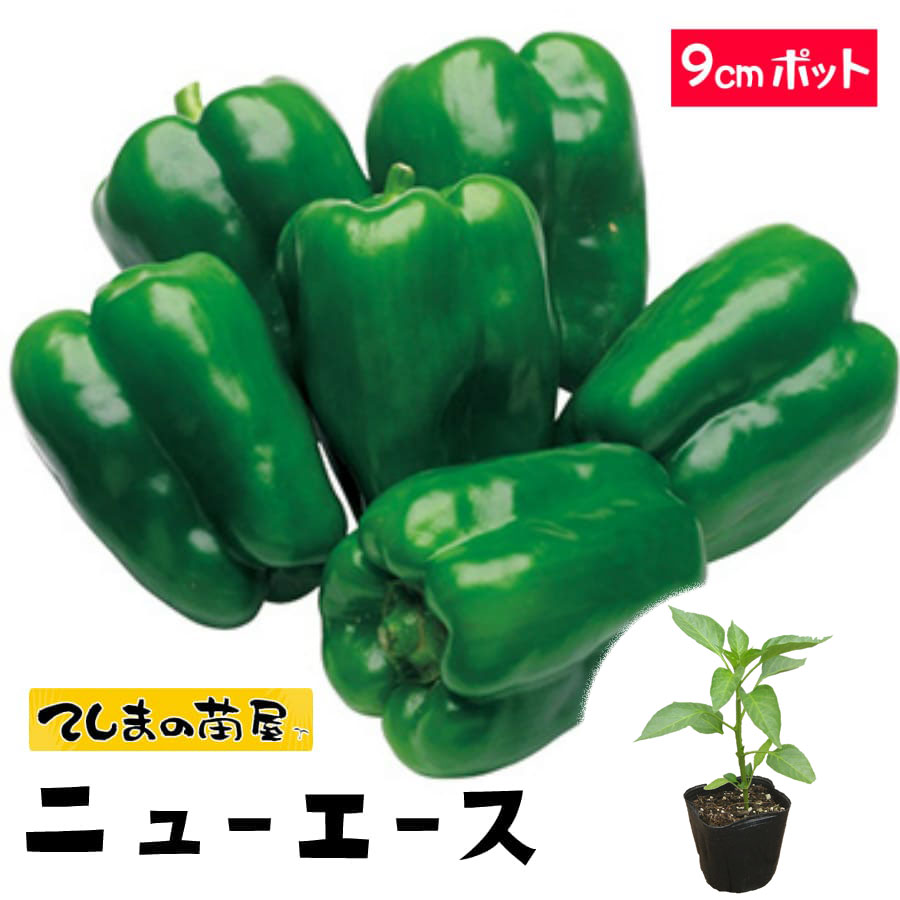 楽天市場 てしまの苗 ピーマン苗 ニューエース 断根接木苗 9cmポット てしまの苗屋 楽天市場店 楽天市場 てしまの苗 ピーマン苗 ニューエース 断根接木苗 9cmポット てしまの苗屋 楽天市場店