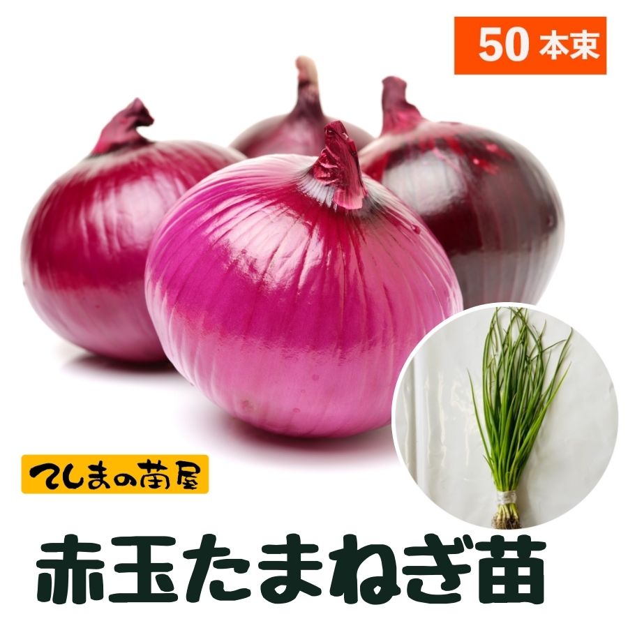赤玉葱苗1000本 玉ねぎ苗】タキイ交配 「ネオアース苗」1000本 会津産ほか
