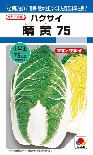 【2026年5月】ブロッコリ苗 度合い