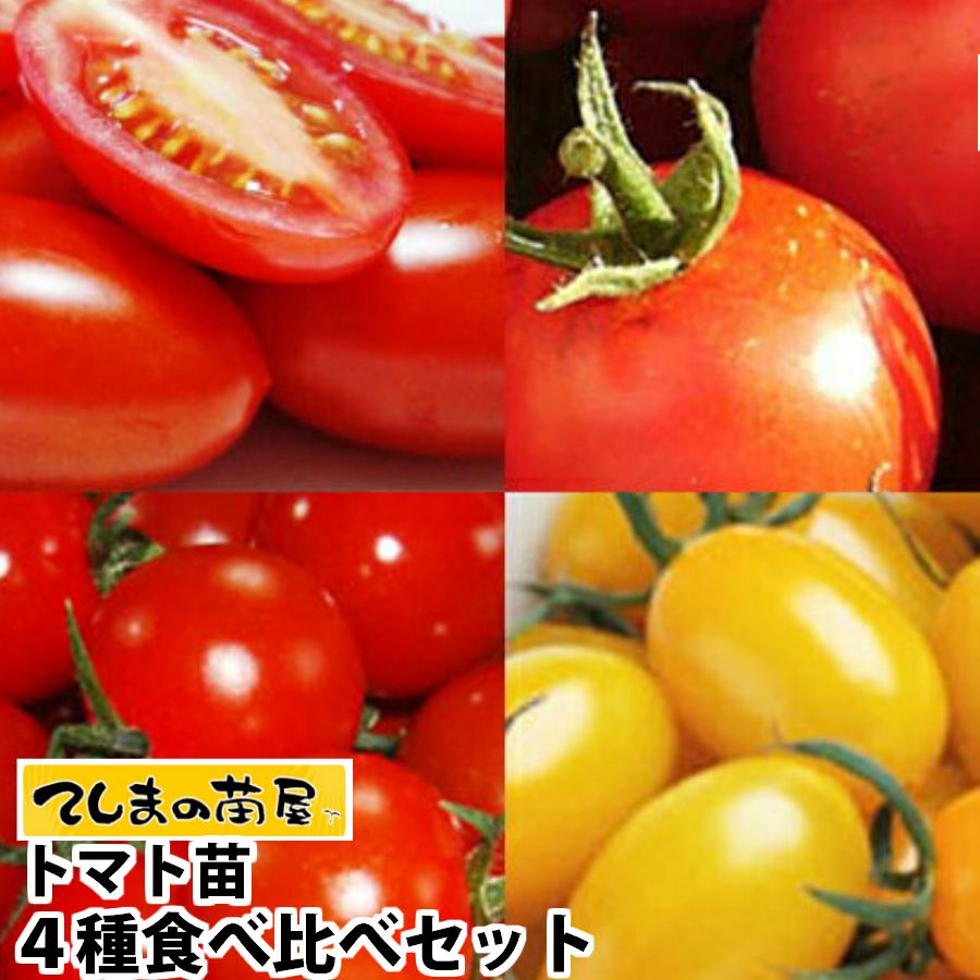 楽天市場】野菜苗 トマト苗 フルーツトマト 食べ比べ 3種セット 3号