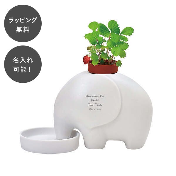 【平日7日以内に出荷】名入れ エレプラント ホワイト ワイルドストロベリー 日本製 栽培キット 鉢植え 家庭菜園