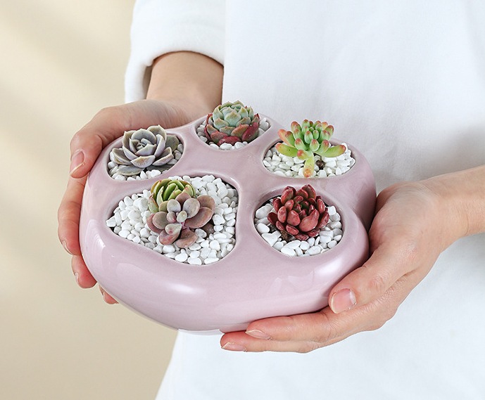 肉球型　鉢　寄せ植え例 楽天市場】【送料無料】肉球鉢【M】サイズ【1個入り】多肉植物寄せ植え