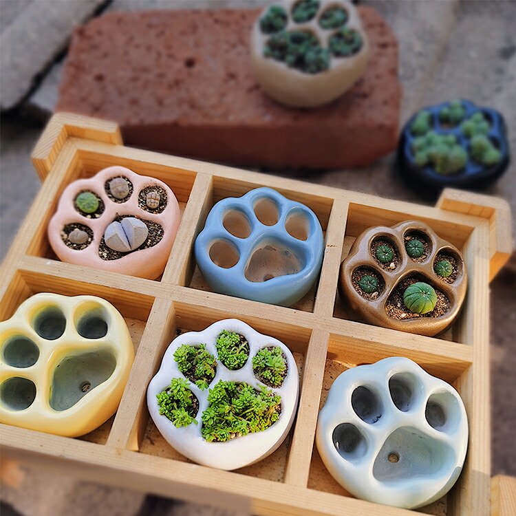 肉球型　鉢　寄せ植え例 楽天市場】【送料無料】肉球鉢【M】サイズ【1個入り】多肉植物寄せ植え