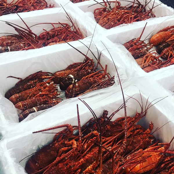 滾らす伊勢海老 氷る 6尾ぽ所得 三重県産 A Line 冷凍 Stk 221 伊勢海老 伊勢えび えび 海老 伊勢 ボイル 海産事柄 魚介手あい 冷凍 6尾入り 食物 食料品 エビ 海老 伊勢海老 伊勢 ボイル済み ボイル 海産物 魚介類 6尾 三重 三重県 冷凍 食べ物