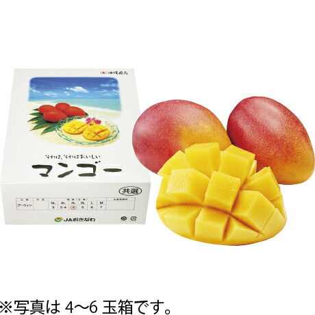 お中元 送料無料 沖縄県産 マンゴー 2～3玉