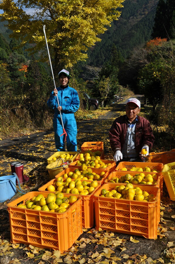 市場 3本売り 360ml ×3本 馬路ずしの素 4908733100720 馬路村農業協同組合