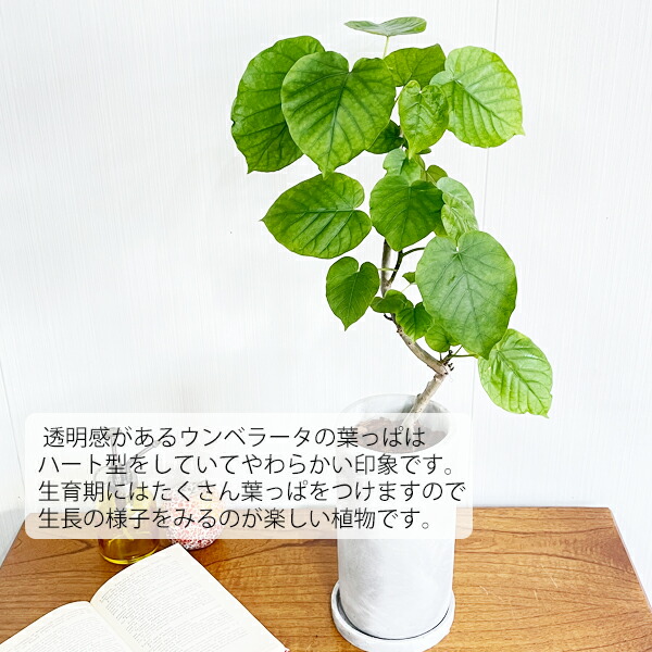 フィカス ウンベラータ アッシュグレーセメント鉢植え ロング鉢 自宅用 ギフト 送料無料 観葉植物 ゴムの木 ギフト プレゼント Giosenglish Com