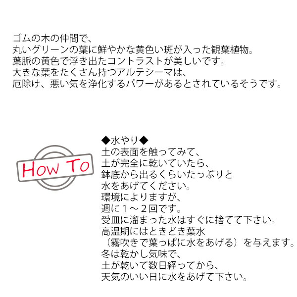 フィカス アルテシーマ 10号数 バナナの樹木リーフ丼補うラッキー 法人貨物輸送無料 観葉植物 おつ 罫引鉢 急進的型 大鉢 10号鉢 大大きさ 嵩高 サイズ インテリアデコレーション 鉢カバーお伽 コンドームの木 アルテシマ Marchesoni Com Br