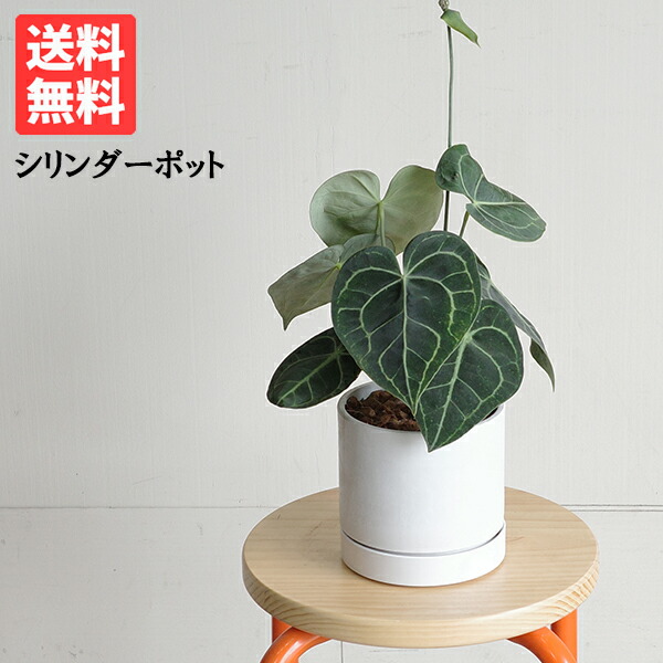 楽天市場】アンスリウム クラリネルビウム 4号 観葉植物 原種 鉢植え