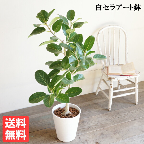 楽天市場】観葉植物 フィカス・ベンガレンシス ゴムの木 盆栽のように