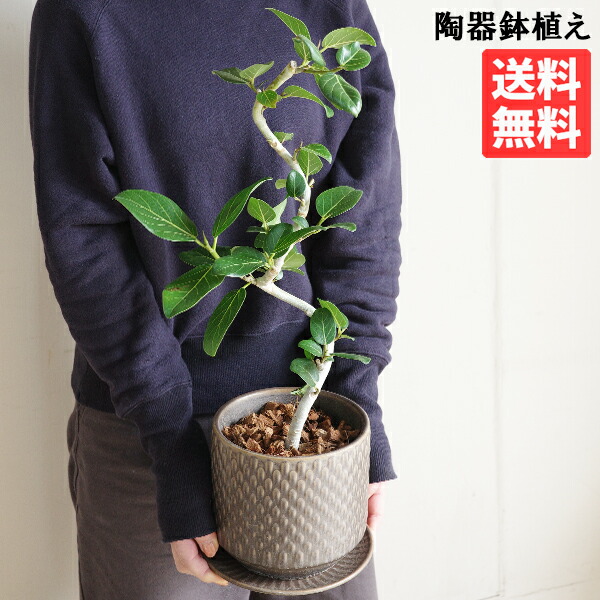 フィカス ベンガレンシス ｓ字樹形 赤銅色瀬戸もの鉢植え 北欧ヴィンテージ風 貨物輸送無料 観葉草木 格好のいい 中型 フィカス 天然ゴムの木 花 庭園 DIY 花 観葉草木 室内装飾 花・ガーデン・DIY-花・観葉植物