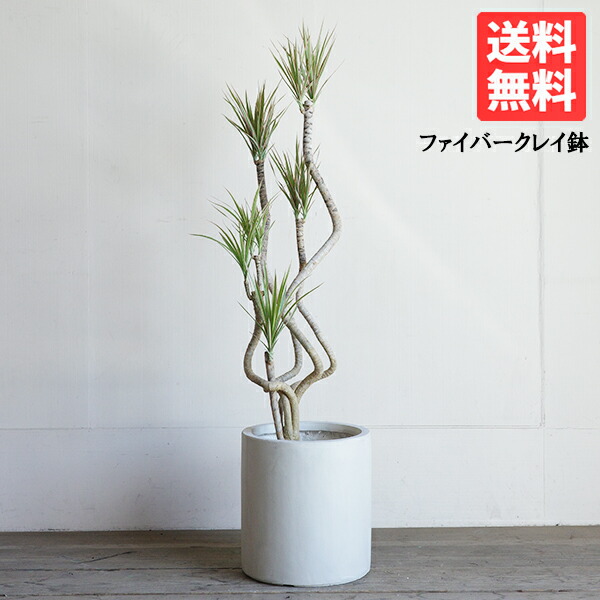 楽天市場】ドラセナコンシンネ ホワイボリー 4号サイズ 鉢植え 爽やか