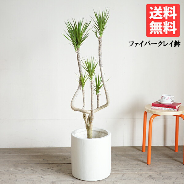 現品　ドラセナ　コンシンネ　ホワイボリー　4番　観葉植物　特大　インテリア　室内 現品 ドラセナ コンシンネ ホワイボリー 4番 観葉植物 特大 インテリア