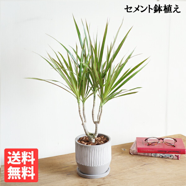 楽天市場】ドラセナコンシンネ ホワイボリー 4号サイズ 鉢植え