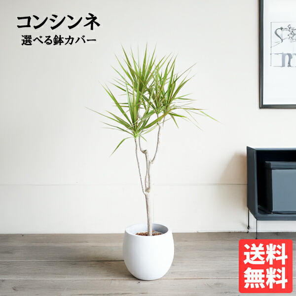 楽天市場】ドラセナコンシンネ ホワイボリー 4号サイズ 鉢植え 爽やか