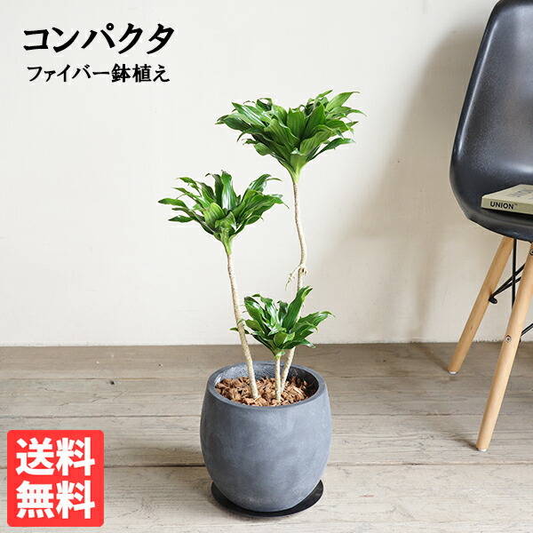 ドラセナ コンパクタ 丸型ファイバー鉢植え ブラック 観葉植物 中型 スタイリッシュ ドラセナデレメンシスコンパクター 送料無料