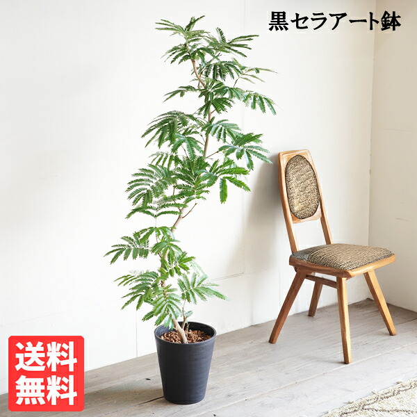 エバーフレッシュ Ｓ字樹形 ブラックセラアート鉢植え 観葉植物 送料無料 大型 ネムノキ ねむの木 花 ガーデン DIY 花 観葉植物 インテリア
