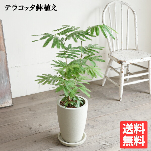 楽天市場】ネムノキ エバーフレッシュ 幹太 4号サイズ 鉢植え 観葉植物