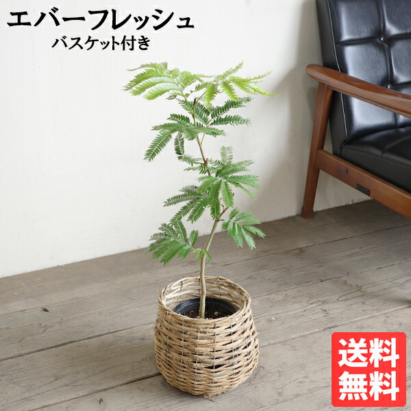 エバーフレッシュ 本物 S字樹形 自然素材バスケット付き 観葉植物 送料無料 中型 ネムノキ ねむの木 花 ガーデン DIY 花 観葉植物 インテリア
