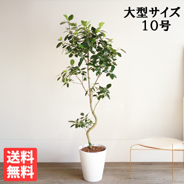 楽天市場】フランスゴム 10号(フィカス・ルビギノーサ) 10号