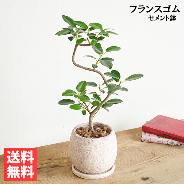 楽天市場】観葉植物 本物 フランスゴム（フィカス・ルビギノーサ）7号